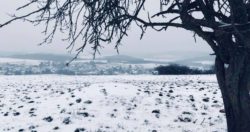 Hengen im Schnee